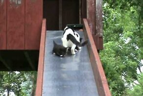 Ох уж эти детки