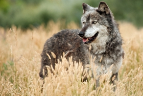 Волчий пастух!