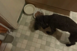 Привередливый пес