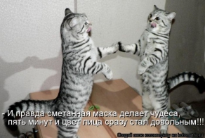 Лучшие котоматрицы недели