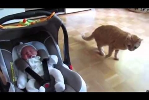 Реакция кота, который первый раз увидел ребенка