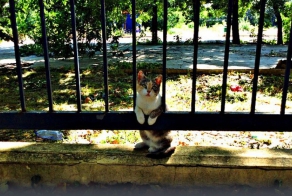 Кошка два года ждет возвращения хозяина