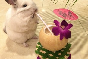 Роскошная жизнь шиншиллы Бубу