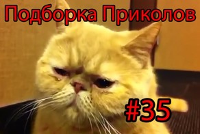 Подборка Приколов, выпуск 35