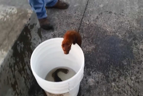 Норка-рыболов