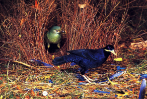 Птицы-дизайнеры