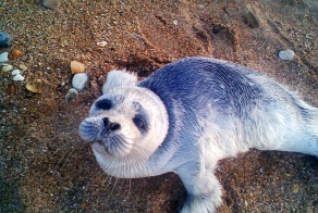 У самого у Каспийского моря...