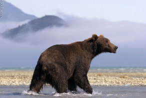 Стихотворение про мишку с неожиданным концом