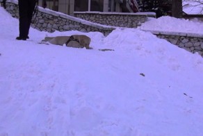 Собака, которая обожает снег