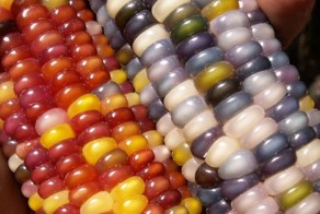 Самая необыкновенная кукуруза