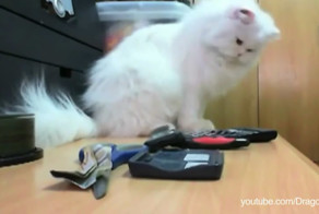 Все коты любят делать это