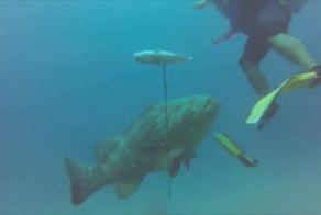 Морской окунь атакует