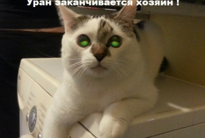 Картинки со смешными подписями