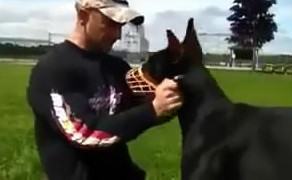 Очень умный пес