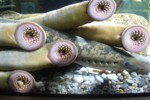 Животные, которые очень любят кровь