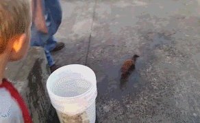 Украла рыбу