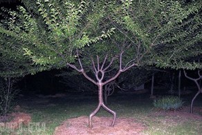 "Самые странные деревья в мире"