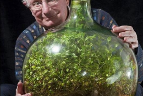 Сад в герметичной бутылке