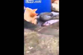 Собакен с золотым сердцем