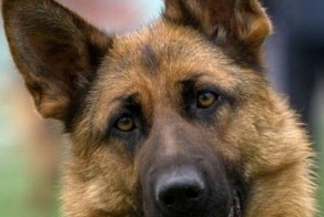 Он не смог-бы поступить по другому 