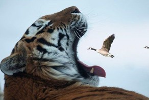 Лови момент