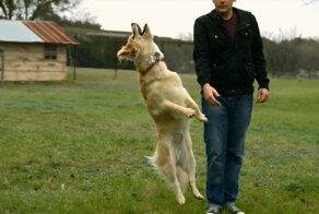 Замедленная съемка собаки