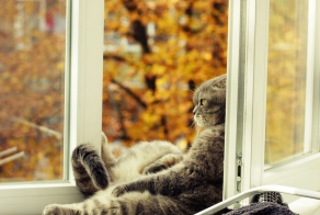 Гифки с котами