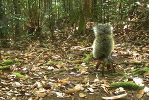 Самый пушистый хвост в мире