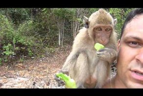 Обезьянки в Тайланде