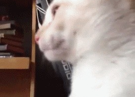 Подборка гифок