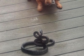 Бой со змеей!