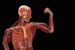 98 самых интересных фактов о человеческом теле