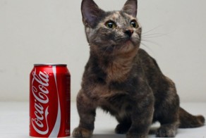 Самая низкорослая кошка в мире