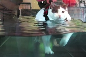 Морские котики