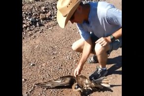 Спасение ястреба