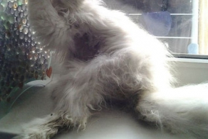 Невероятная трансформация спасенного кота