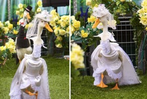 Гуси на подиуме