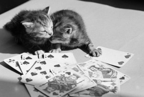 Пятничные котики