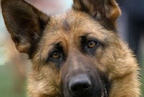 Он не смог бы поступить по другому. Часть 2