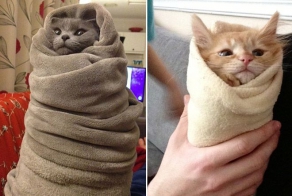 Кошачья шаурма