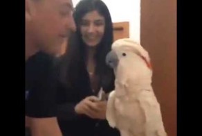 Попугай, иди поцелую 