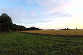 Охота на кабана на зерновых полях