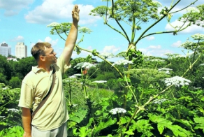 Месть "травы Сталина": как борщевик захватил Россию 