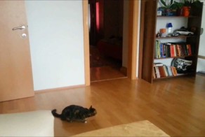 Ваши коты тоже так делают?