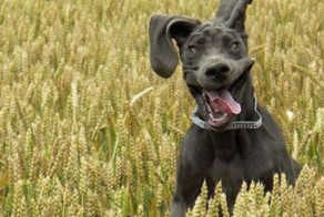 Несколько забавных GIF про братьев наших меньших. Часть IX