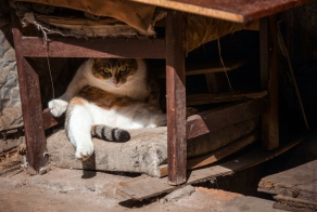 Одесские коты