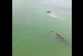 Заплыв на выживание