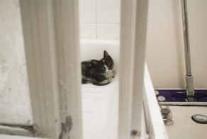 Мася. История одного котенка