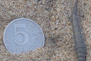 Нашествие монстров в Камышине