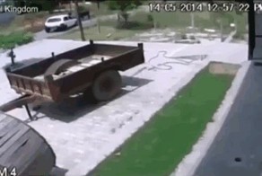 Как незаметно украсть корову